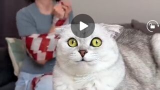 music for cats //cat//cats//funy cats