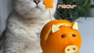 funny cats //cute cats video //cute cats funny videos