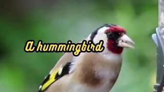 Animal Facts   Hummingbird Heartbeat    #shorts