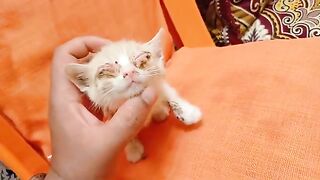 I rescued a kitten suffering from eye infection