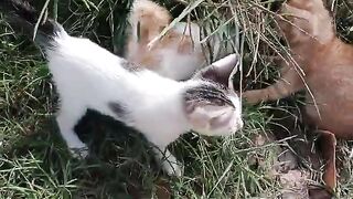 Kittens are eating food. #cat #kitten