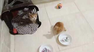 Feeding New Rescued Kittens