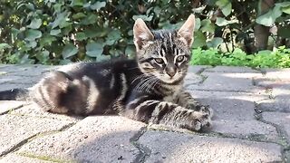 The most Beautiful Eyed and cutest kitten in the world.