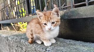 Little orange kitty