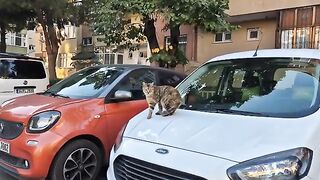 The squinty eyed cat comes to me with her friends and asks for food.