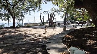 A group of hungry stray cats ask people for food.