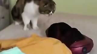 Funniest Cats and Dogs ???????? | Funny Animal Videos #9