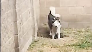 Two dogs digging a hole got busted by the owner