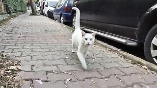 Angry White Cat hates every cat she encounters