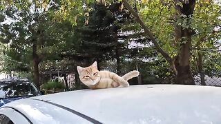 Very cute orange stray cat.