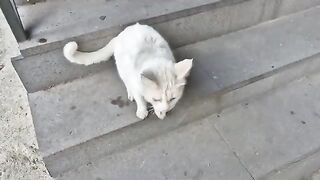 Hungry White Cat follows me meowing, asking for food