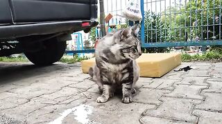 A Sweet street cat whose beauty you will admire