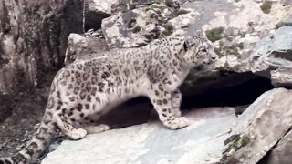 Snow Leopards 101.