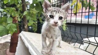 Incredibly cute skinny kitten.