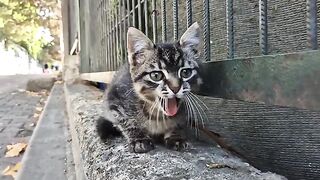 Little tabby kitten with adorable patterns