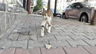 Hungry Street Cats.