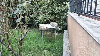 Hungry mother cat wants food for herself and her little kitten.