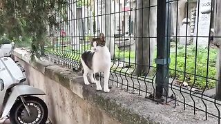 Hungry stray cat with squinty eyes.