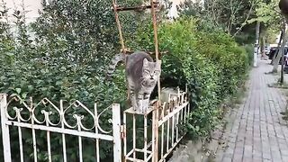 Very cute gray tabby cat meowing politely.