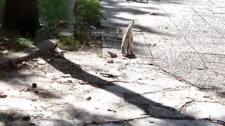 Little Funny Kitten is trying to scare people by fluffing her feathers.