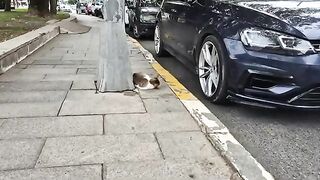 Hungry Stray Cat is sleeping on the roadside and waiting for someone to bring her food.