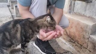 The Street Cat was so thirsty that she approached me and drank water from my palm.