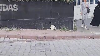 Angry White Cat acts surprisingly calm.