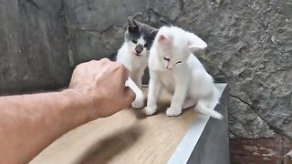 Two cute little kittens make an alliance and slap me.