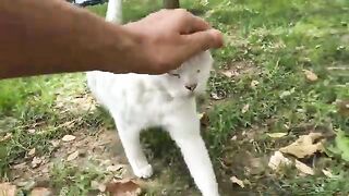 The poor white cat was thrown into the street.