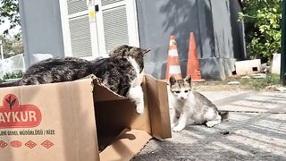 Cute Kittens playing wildly.