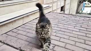 Fluffy and very handsome tabby cat.