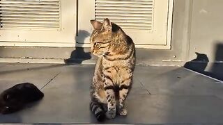 The sweet stray cats gathered around me are very hungry.