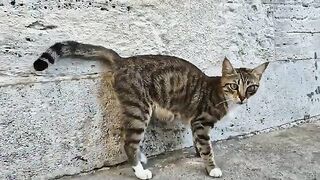 Tabby cat with beautiful green eyes.