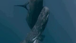 congregating sperm whales