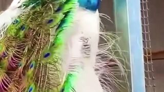 Beautiful peacock