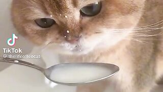 The cat is hungry