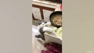 Top CRAZY CAT videos of 2024