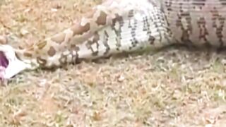 a python spits out a whole goat