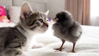 Adorable Kitten Reaction to New Baby Chicken