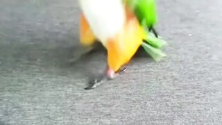 Cute bird