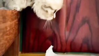 cute cat funny videos //cats //cats Tik Tok videos