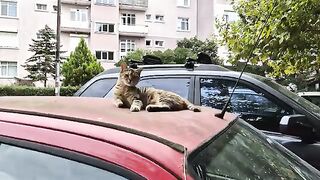 Very meticulous and cute street cat.