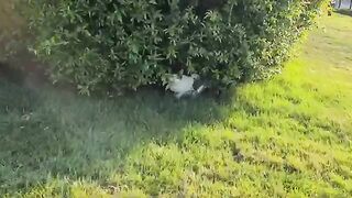 Cute cats hiding in the bushes because the weather is so .