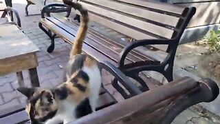 You will be amazed by the facial colors of the incredibly cute calico cat.