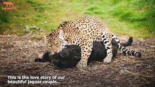 The Love Story Of Jaguars Neron and Keira!.