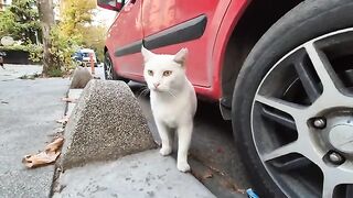 Angry White Cat Attacking cats and humans to protect its territory.