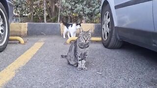 These Stray Cats Are So Cute.