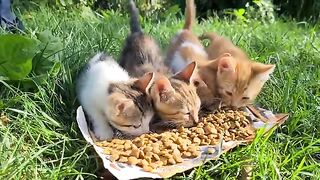 Little cute hungry kittens.