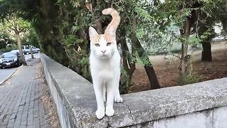 Adorably cute and very friendly Street Cat