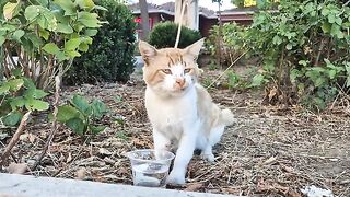 Cute big head orange tomcat.